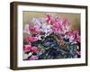 Cyclamen, 2004-Christopher Ryland-Framed Giclee Print