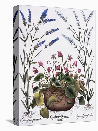 Cyclamen and Lavender Engraving by Georg Dionysius Ehret, from The Hortus Eystettensis-Basilius Besler-Stretched Canvas