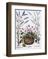 Cyclamen and Lavender Engraving by Georg Dionysius Ehret, from The Hortus Eystettensis-Basilius Besler-Framed Giclee Print