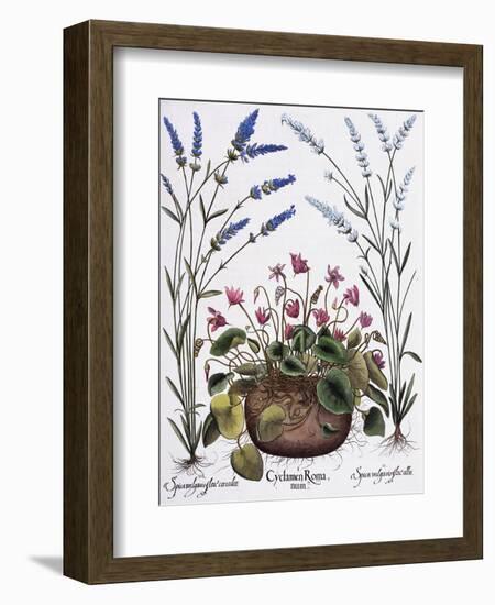 Cyclamen and Lavender Engraving by Georg Dionysius Ehret, from The Hortus Eystettensis-Basilius Besler-Framed Giclee Print