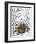 Cyclamen and Lavender Engraving by Georg Dionysius Ehret, from The Hortus Eystettensis-Basilius Besler-Framed Giclee Print