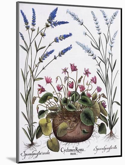 Cyclamen and Lavender Engraving by Georg Dionysius Ehret, from The Hortus Eystettensis-Basilius Besler-Mounted Giclee Print
