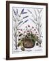 Cyclamen and Lavender Engraving by Georg Dionysius Ehret, from The Hortus Eystettensis-Basilius Besler-Framed Giclee Print