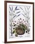 Cyclamen and Lavender Engraving by Georg Dionysius Ehret, from The Hortus Eystettensis-Basilius Besler-Framed Giclee Print