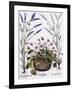 Cyclamen and Lavender Engraving by Georg Dionysius Ehret, from The Hortus Eystettensis-Basilius Besler-Framed Giclee Print