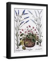 Cyclamen and Lavender Engraving by Georg Dionysius Ehret, from The Hortus Eystettensis-Basilius Besler-Framed Giclee Print