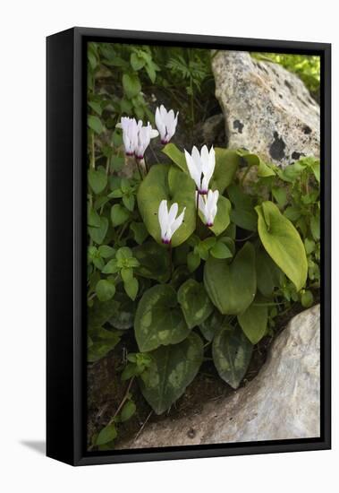 Cyclamen (Cyclamen Persicum) in Flower, Akamas Peninsula, Cyprus, May 2009-Lilja-Framed Stretched Canvas