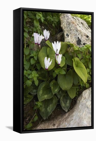 Cyclamen (Cyclamen Persicum) in Flower, Akamas Peninsula, Cyprus, May 2009-Lilja-Framed Stretched Canvas