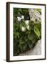 Cyclamen (Cyclamen Persicum) in Flower, Akamas Peninsula, Cyprus, May 2009-Lilja-Framed Premium Photographic Print