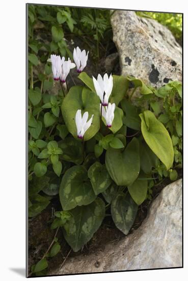 Cyclamen (Cyclamen Persicum) in Flower, Akamas Peninsula, Cyprus, May 2009-Lilja-Mounted Premium Photographic Print