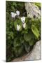 Cyclamen (Cyclamen Persicum) in Flower, Akamas Peninsula, Cyprus, May 2009-Lilja-Mounted Premium Photographic Print