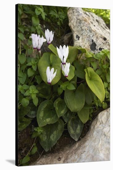 Cyclamen (Cyclamen Persicum) in Flower, Akamas Peninsula, Cyprus, May 2009-Lilja-Stretched Canvas