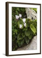 Cyclamen (Cyclamen Persicum) in Flower, Akamas Peninsula, Cyprus, May 2009-Lilja-Framed Photographic Print