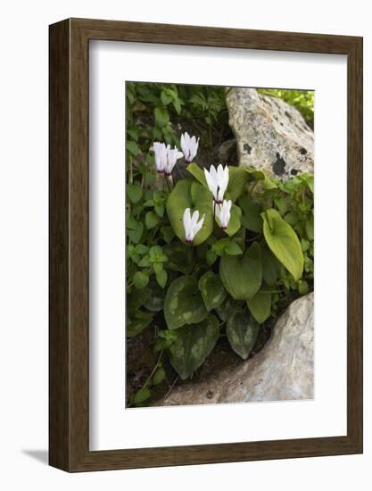 Cyclamen (Cyclamen Persicum) in Flower, Akamas Peninsula, Cyprus, May 2009-Lilja-Framed Photographic Print