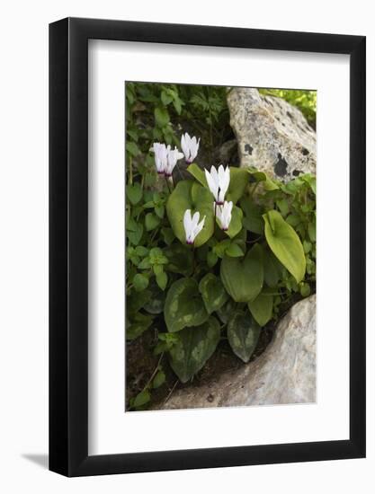 Cyclamen (Cyclamen Persicum) in Flower, Akamas Peninsula, Cyprus, May 2009-Lilja-Framed Photographic Print
