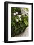 Cyclamen (Cyclamen Persicum) in Flower, Akamas Peninsula, Cyprus, May 2009-Lilja-Framed Photographic Print