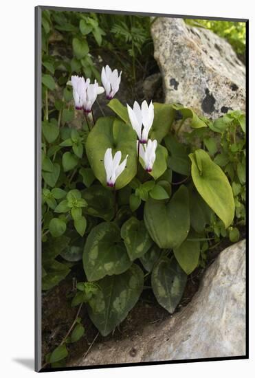 Cyclamen (Cyclamen Persicum) in Flower, Akamas Peninsula, Cyprus, May 2009-Lilja-Mounted Photographic Print