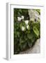 Cyclamen (Cyclamen Persicum) in Flower, Akamas Peninsula, Cyprus, May 2009-Lilja-Framed Photographic Print