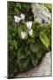 Cyclamen (Cyclamen Persicum) in Flower, Akamas Peninsula, Cyprus, May 2009-Lilja-Mounted Photographic Print