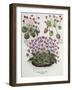 Cyclamen: Cyclamen Serotinum, Cyclaminus Longius, Cyclamen Vulgare, and Hortus Eystettensis-null-Framed Giclee Print