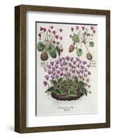 Cyclamen: Cyclamen Serotinum, Cyclaminus Longius, Cyclamen Vulgare, and Hortus Eystettensis-null-Framed Giclee Print