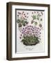 Cyclamen: Cyclamen Serotinum, Cyclaminus Longius, Cyclamen Vulgare, and Hortus Eystettensis-null-Framed Giclee Print