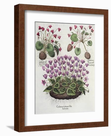 Cyclamen: Cyclamen Serotinum, Cyclaminus Longius, Cyclamen Vulgare, and Hortus Eystettensis-null-Framed Giclee Print