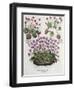 Cyclamen: Cyclamen Serotinum, Cyclaminus Longius, Cyclamen Vulgare, and Hortus Eystettensis-null-Framed Giclee Print