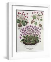 Cyclamen: Cyclamen Serotinum, Cyclaminus Longius, Cyclamen Vulgare, and Hortus Eystettensis-null-Framed Giclee Print