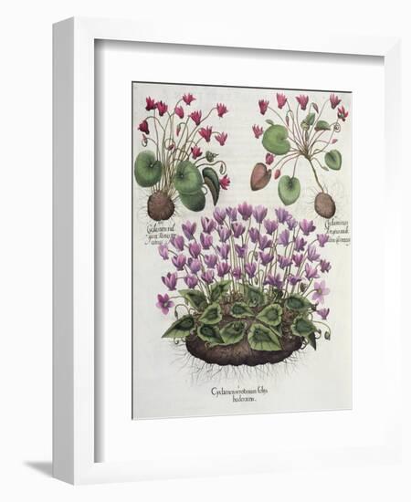 Cyclamen: Cyclamen Serotinum, Cyclaminus Longius, Cyclamen Vulgare, and Hortus Eystettensis-null-Framed Giclee Print