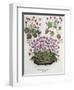 Cyclamen: Cyclamen Serotinum, Cyclaminus Longius, Cyclamen Vulgare, and Hortus Eystettensis-null-Framed Giclee Print