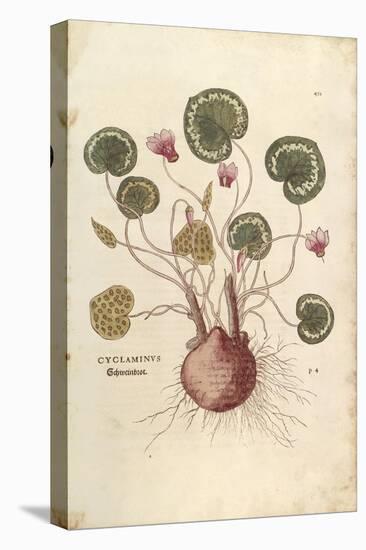 Cyclamen (Cyclaminus) by Leonhart Fuchs from De Historia Stirpium Commentarii Insignes (Notable Com-null-Stretched Canvas