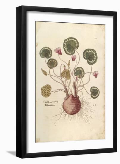 Cyclamen (Cyclaminus) by Leonhart Fuchs from De Historia Stirpium Commentarii Insignes (Notable Com-null-Framed Premium Giclee Print