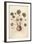 Cyclamen (Cyclaminus) by Leonhart Fuchs from De Historia Stirpium Commentarii Insignes (Notable Com-null-Framed Giclee Print