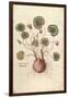 Cyclamen (Cyclaminus) by Leonhart Fuchs from De Historia Stirpium Commentarii Insignes (Notable Com-null-Framed Giclee Print