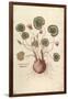 Cyclamen (Cyclaminus) by Leonhart Fuchs from De Historia Stirpium Commentarii Insignes (Notable Com-null-Framed Giclee Print