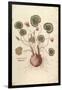 Cyclamen (Cyclaminus) by Leonhart Fuchs from De Historia Stirpium Commentarii Insignes (Notable Com-null-Framed Giclee Print