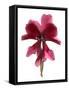 Cyclamen Dance, 2009-Julia McLemore-Framed Stretched Canvas