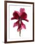 Cyclamen Dance, 2009-Julia McLemore-Framed Photographic Print