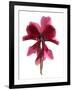 Cyclamen Dance, 2009-Julia McLemore-Framed Photographic Print