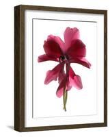 Cyclamen Dance, 2009-Julia McLemore-Framed Photographic Print