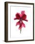 Cyclamen Dance-Julia McLemore-Framed Art Print