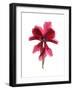 Cyclamen Dance-Julia McLemore-Framed Art Print