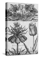 Cyclamen: Gardens, Fruits, Flowers and Designs for Mazes and Parterres; De Koninglycke Hovnier…-H. Cause-Stretched Canvas