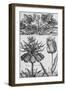 Cyclamen: Gardens, Fruits, Flowers and Designs for Mazes and Parterres; De Koninglycke Hovnier…-H. Cause-Framed Giclee Print