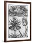 Cyclamen: Gardens, Fruits, Flowers and Designs for Mazes and Parterres; De Koninglycke Hovnier…-H. Cause-Framed Giclee Print