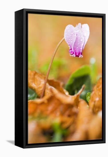 Cyclamen in Flower Covered in Water Droplets, Pollino National Park, Basilicata, Italy, November-Müller-Framed Stretched Canvas