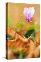 Cyclamen in Flower Covered in Water Droplets, Pollino National Park, Basilicata, Italy, November-Müller-Stretched Canvas