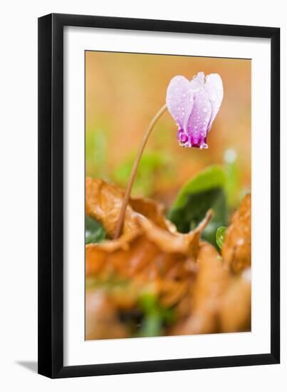 Cyclamen in Flower Covered in Water Droplets, Pollino National Park, Basilicata, Italy, November-Müller-Framed Premium Photographic Print