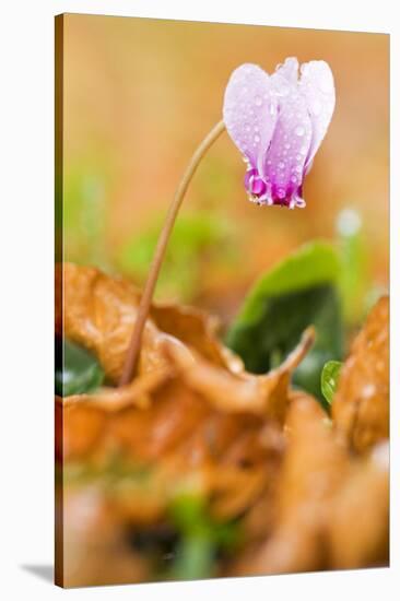 Cyclamen in Flower Covered in Water Droplets, Pollino National Park, Basilicata, Italy, November-Müller-Stretched Canvas